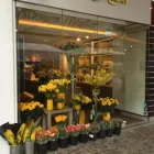 Unternehmen 1 Bild A+A BLUMEN MEISTER GMBH Produktion und Vertrieb von Pflanzen am Frankfurt Am Main HE