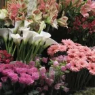 Unternehmen 5 Bild A+A BLUMEN MEISTER GMBH Produktion und Vertrieb von Pflanzen am Frankfurt Am Main HE