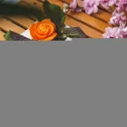 Unternehmen 92 Bild ANH TIEN VIETNAMESE CUISINE Restaurant & Café am München BY