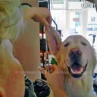 Unternehmen 7 Bild ANNENALLEE 1 HUNDE UND KATZENSALON BLACK & WHITE DOGS COIFFEUR & MORE Zoohandlung am Berlin BE