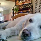 Unternehmen 8 Bild ANNENALLEE 1 HUNDE UND KATZENSALON BLACK & WHITE DOGS COIFFEUR & MORE Zoohandlung am Berlin BE