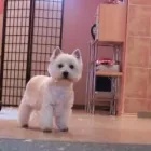 Unternehmen 11 Bild ANNENALLEE 1 HUNDE UND KATZENSALON BLACK & WHITE DOGS COIFFEUR & MORE Zoohandlung am Berlin BE