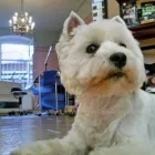 Unternehmen 4 Bild ANNENALLEE 1 HUNDE UND KATZENSALON BLACK & WHITE DOGS COIFFEUR & MORE Zoohandlung am Berlin BE