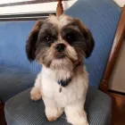 Unternehmen 5 Bild ANNENALLEE 1 HUNDE UND KATZENSALON BLACK & WHITE DOGS COIFFEUR & MORE Zoohandlung am Berlin BE