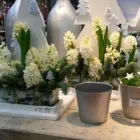 Unternehmen 1 Bild BLUMEN DORNRÖSCHEN, AM DORNBUSCH VLATKA SCHÄFER VLATKA SCHÄFER Produktion und Vertrieb von Pflanzen am Frankfurt HE