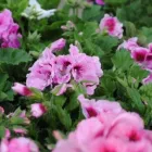 Unternehmen 10 Bild BLUMEN HAEDI-FLOR MEISTERBETRIEB LEIPZIG Produktion und Vertrieb von Pflanzen am Leipzig SN