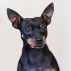 Unternehmen 6 Bild BLUMENAUER PHILIPPE Immobilien-Makler am München BY