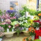 Unternehmen 10 Bild BLUMENHAUS HARBAUM E.K. INH. GREGOR HARBAUM Wohnaccessoires Einzelhandel am Münster NW