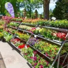 Unternehmen 11 Bild BLUMENHAUS HARBAUM E.K. INH. GREGOR HARBAUM Wohnaccessoires Einzelhandel am Münster NW