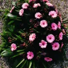 Unternehmen 1 Bild BLUMENLADEN | LA FLORA | MÜNCHEN Veranstalter am München BY