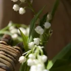 Unternehmen 2 Bild BLUMENLADEN MAIGLÖCKCHEN Produktion und Vertrieb von Pflanzen am Berlin BE