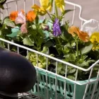 Unternehmen 4 Bild BLUMENLADEN MAIGLÖCKCHEN Produktion und Vertrieb von Pflanzen am Berlin BE