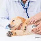 Unternehmen 1 Bild DER TIERARZT DR. THEOBALD IN SCHÖNEBERG Ärzte am Berlin BE