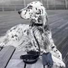 Unternehmen 4 Bild DOGS SUPREME © HUNDE ONLINE-SHOP Zoohandlungen am Frankfurt HE