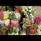 Unternehmen 1 Bild FRIEDHOFSGÄRTNEREI UND BLUMENGESCHÄFT WIETING Soziales & Gesellschaft am Bremen HB