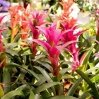 Unternehmen 4 Bild GARTENCENTER SEEBAUER Produktion und Vertrieb von Pflanzen am München BY