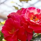 Unternehmen 6 Bild GARTENCENTER SEEBAUER Produktion und Vertrieb von Pflanzen am München BY