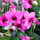 Unternehmen 10 Bild GARTENCENTER SEEBAUER Produktion und Vertrieb von Pflanzen am München BY