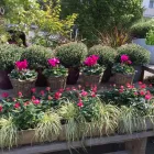 Unternehmen 14 Bild GÄRTNEREI WELLING Produktion und Vertrieb von Pflanzen am Münster NRW