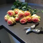 Unternehmen 22 Bild GÄRTNEREI WELLING Produktion und Vertrieb von Pflanzen am Münster NRW