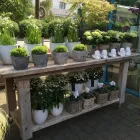 Unternehmen 2 Bild GÄRTNEREI WELLING Produktion und Vertrieb von Pflanzen am Münster NRW