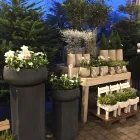 Unternehmen 3 Bild GÄRTNEREI WELLING Produktion und Vertrieb von Pflanzen am Münster NRW