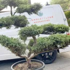 Unternehmen 1 Bild GEHÖLZPFLEGE MARKSCHIES Gartenpflege, Baumpflege am Berlin BE