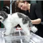 Unternehmen 2 Bild HUNDESALON FELLKINDER Zoohandlung am Dresden SN