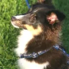 Unternehmen 1 Bild HUNDESCHULE GREH Zoohandlung am Berlin BE