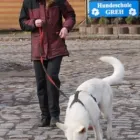 Unternehmen 2 Bild HUNDESCHULE GREH Zoohandlung am Berlin BE