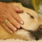 Unternehmen 3 Bild HUNDESCHULE GREH Zoohandlung am Berlin BE
