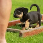 Unternehmen 5 Bild HUNDESCHULE GREH Zoohandlung am Berlin BE