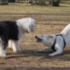 Unternehmen 6 Bild HUNDESCHULE GREH Zoohandlung am Berlin BE