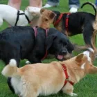 Unternehmen 8 Bild HUNDESCHULE GREH Zoohandlung am Berlin BE
