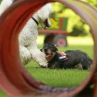 Unternehmen 9 Bild HUNDESCHULE GREH Zoohandlung am Berlin BE