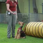 Unternehmen 11 Bild HUNDESCHULE GREH Zoohandlung am Berlin BE
