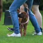 Unternehmen 13 Bild HUNDESCHULE GREH Zoohandlung am Berlin BE