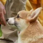 Unternehmen 14 Bild HUNDESCHULE GREH Zoohandlung am Berlin BE