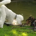 Unternehmen 15 Bild HUNDESCHULE GREH Zoohandlung am Berlin BE