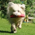 Unternehmen 16 Bild HUNDESCHULE GREH Zoohandlung am Berlin BE