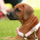 Unternehmen 17 Bild HUNDESCHULE GREH Zoohandlung am Berlin BE