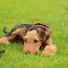 Unternehmen 18 Bild HUNDESCHULE GREH Zoohandlung am Berlin BE
