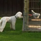 Unternehmen 19 Bild HUNDESCHULE GREH Zoohandlung am Berlin BE