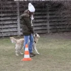 Unternehmen 20 Bild HUNDESCHULE GREH Zoohandlung am Berlin BE