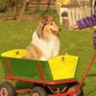 Unternehmen 21 Bild HUNDESCHULE GREH Zoohandlung am Berlin BE