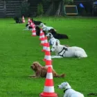 Unternehmen 22 Bild HUNDESCHULE GREH Zoohandlung am Berlin BE