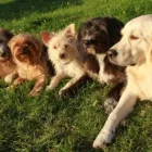 Unternehmen 23 Bild HUNDESCHULE GREH Zoohandlung am Berlin BE