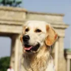 Unternehmen 33 Bild HUNDESCHULE GREH Zoohandlung am Berlin BE