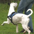Unternehmen 35 Bild HUNDESCHULE GREH Zoohandlung am Berlin BE
