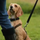 Unternehmen 36 Bild HUNDESCHULE GREH Zoohandlung am Berlin BE